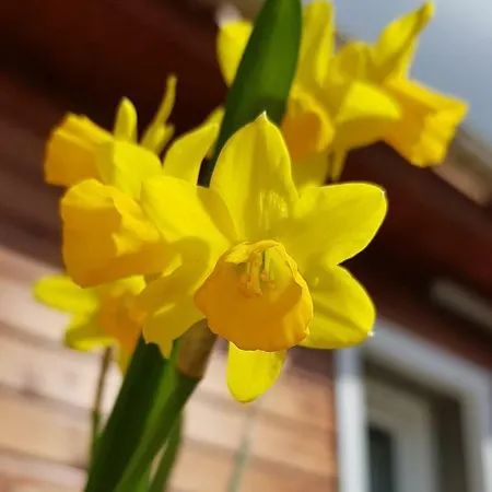 La Melodie Nyaraló Longueville (Seine-et-Marne)